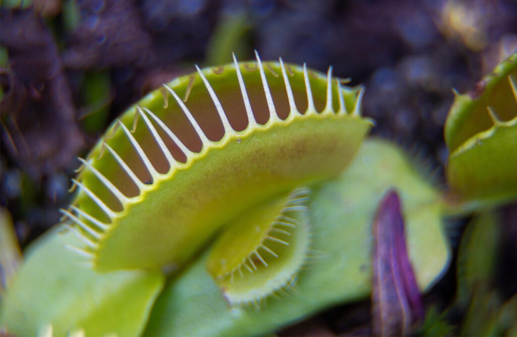 Close-up photo of a Venus flytrap